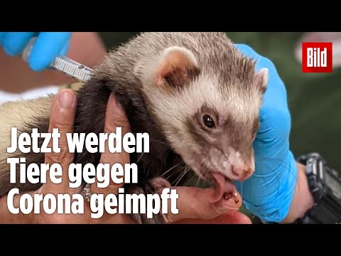 Video: Giselle Blondet Tritt AARP Bei, Um Beauty Brand Anzurufen