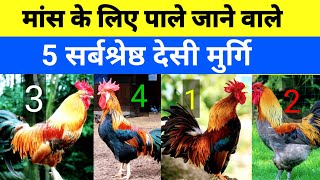 मांस के लिए पाले जाने वाले 5 सर्बश्रेष्ठ देसी मुर्गि(Top 5 Desi Chicken breed for meat 2023)