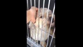 Wheatable Sbcity . Male Approx 4 Years Sweet Sweet