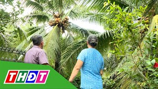 Cây dừa đa giá trị của ông Thành | Nông dân khởi nghiệp - 12\/10\/2025 | THDT