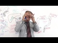 Functions of Large Intestine  - WATCH&PASS©
