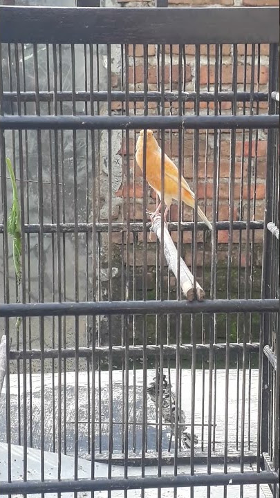 kenari lokal umur 4 bulan belajar bunyi