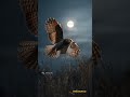 रात में शिकार करने वाला पक्षी | Nightjar Bird Facts | Nocturnal Birds #ytshorts