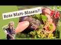 DAS steckt hinter den kuriosen Blasen (Johannisbeerblätter)