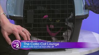 The Catio Cat Lounge