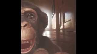 George The Monkey Says hello