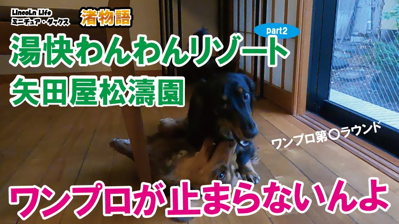 ミニチュアダックスと湯快わんわんリゾート 矢田屋松濤園行ってみた めちゃくちゃ楽しかった no2【ミニチュア・ダックス】 #ミニチュアダックスフンド #湯快わんわんリゾート