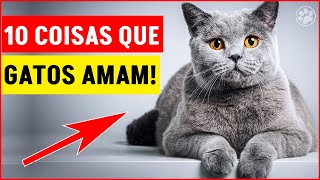 10 Coisas Que os Gatos Mais AMAM!