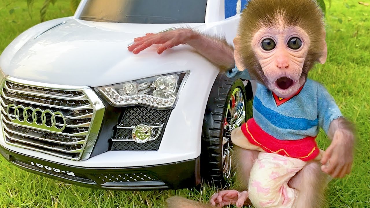 Singe Bon Bon récolte une pastèque géante et s’occupe du petit éléphant adorable