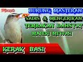 Kerak Basi‼️ Masteran Burung Saingan Berat Sikatan Londo #kerakbasi #masteranburung #muraibatu