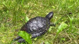 Pet owners’ buyer’s remorse is threatening Vermont’s native turtles