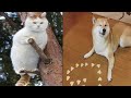 😼 Funniest Animals 🐶Try Not to Laugh🤣 Compilation of the Cutest Cats and Dogs Videos  🔴 #10