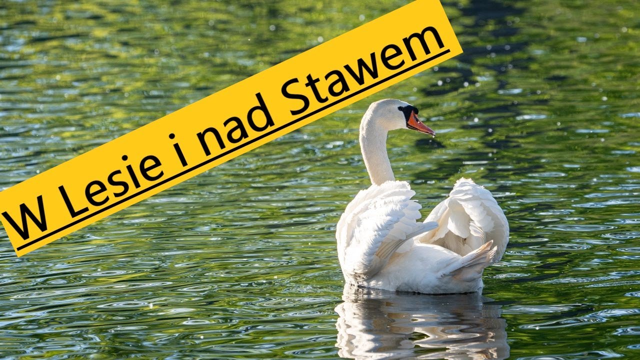 Fotografia Ptaków w Lesie i Nad Stawem