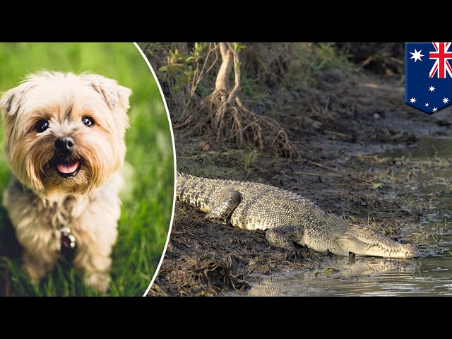 Watch These Bold Dogs Chase off an Intruding Crocodile - A-Z Animals