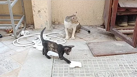 Video 4871741: cutecats funnycats cutekittens, funnycats funnycatvideos cutecat, cutekitten funnykitten, cat baby playing, cute cat, funny cat