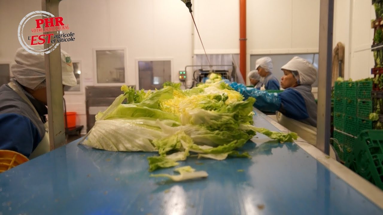 Sodicru, spécialiste de la 4e gamme en Alsace