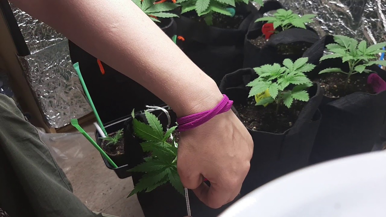 LST started on my Crown Royale seedling from Crop King Seeds