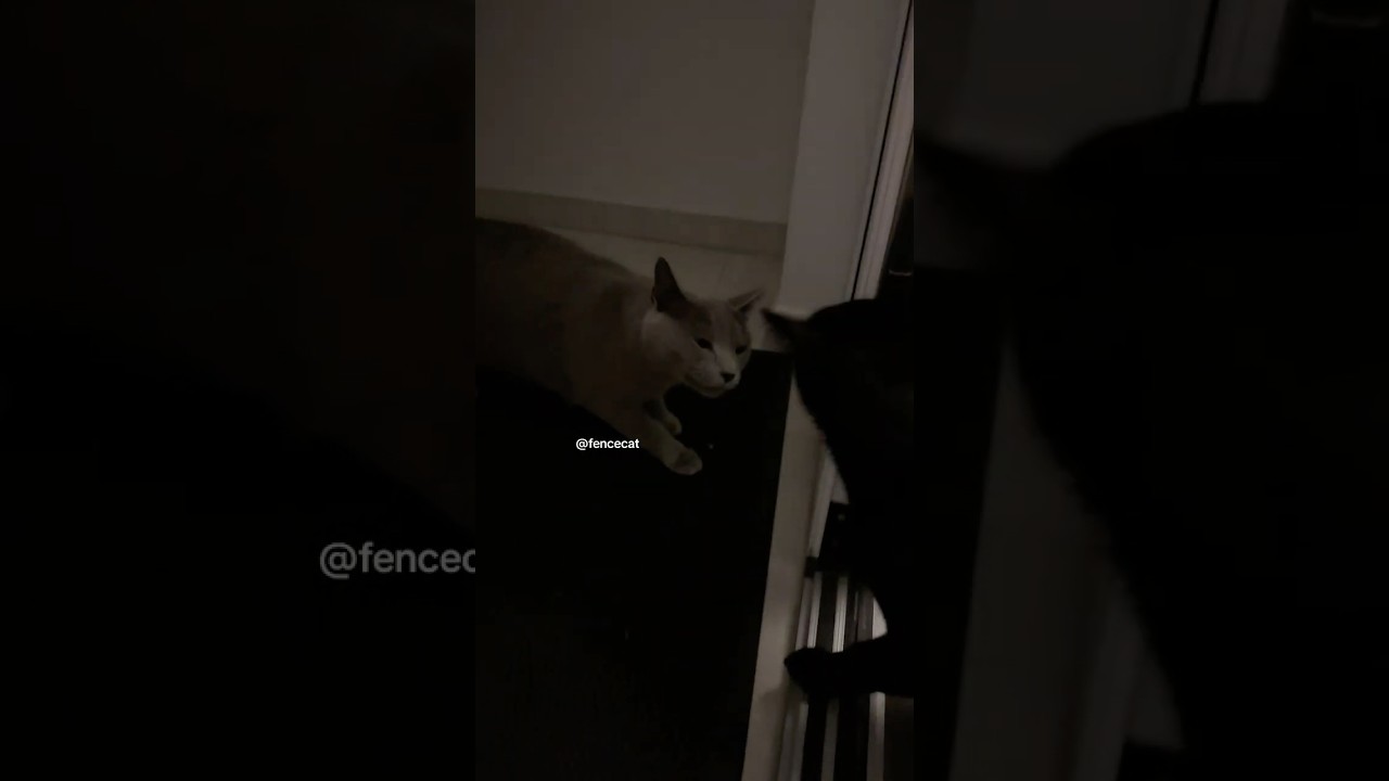 Black cat kisses my cat when I open the door... #fencecat
