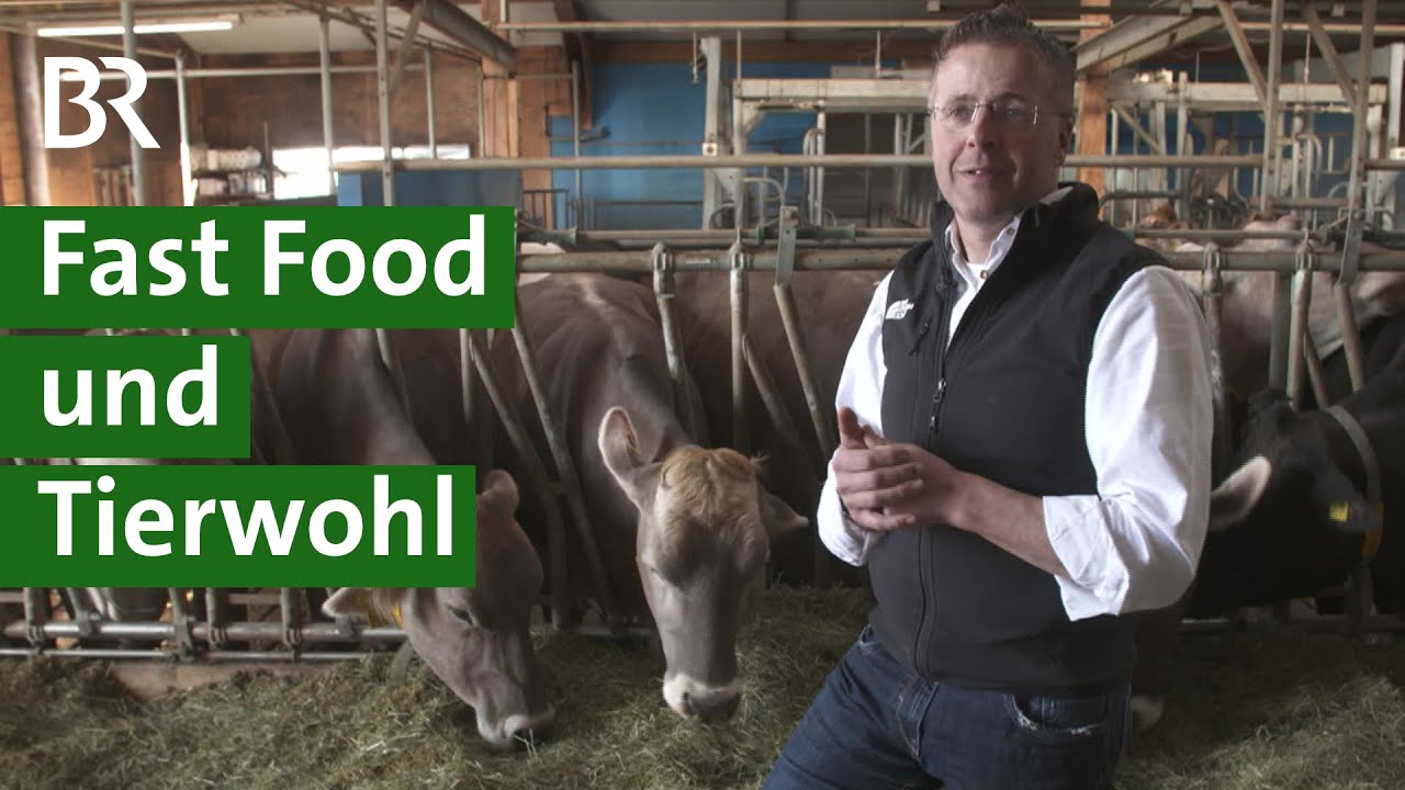 Fleischproduktion für McDonald‘s: Ist Fastfood und Tierwohl möglich? | Tierhaltung | Unser Land