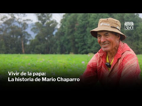 El trabajo de un agricultor de papa en Sabana Centro