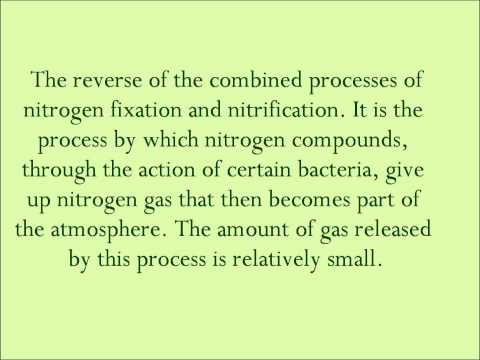 Nitrogen Cycle RISS