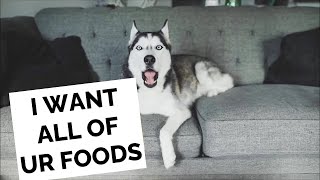 12 times my husky DEMANDS different food