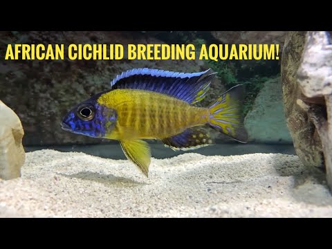 Video: Configurazione e requisiti per l'allevamento di cichlid