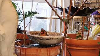 Cardinal Bird Taking Shower