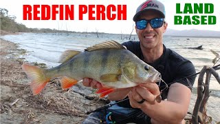 Redfin Perch on Soft Plastics - Landbased with Angus James