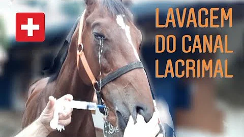 Como limpar o olho do cavalo?