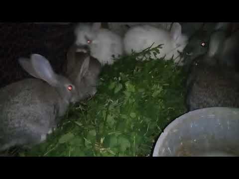 Video: ¿Cuánto tiempo debo dejar salir a mi conejito?