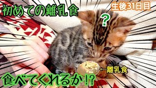 The first Bengal cat kitten ate baby food.