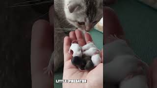 Cat&#39;s reaction to small mice