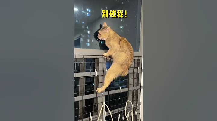 【眉姐姐的日常】这只猫一激动就会变成兔子耶！ - 天天要闻