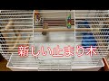 【新しい止まり木】セキセイインコピノたん