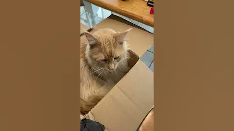 Video 7890041: mainecooncat mainecoons, mainecoon kitten cutecat, kitten cute mainecooncats, maine coon