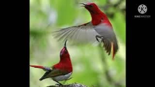 Suara sepah raja ,cocok untuk masteran