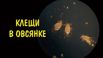 КЛЕЩИ В ОВСЯНКЕ ПОД МИКРОСКОПОМ. Acarus siro