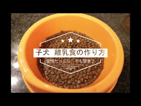 愛情たっぷり 子犬用 美味しい離乳食の簡単な作り方 Youtube