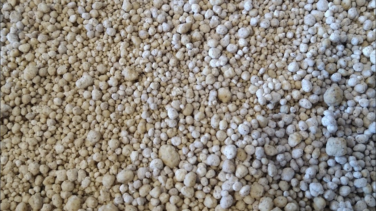 Prato principal do jejum muçulmano na Guiné Bissau#Moni#parte_1