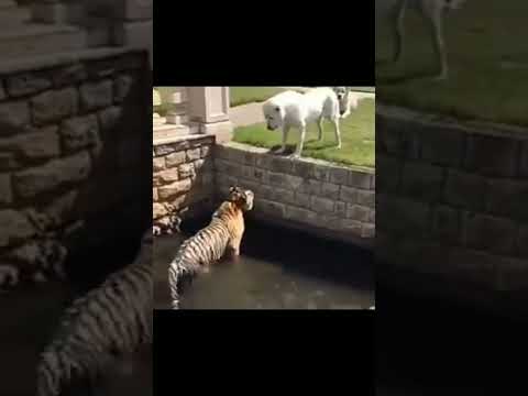 Tiger vs alabai dog