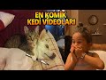 En Komik Kedi Videoları'nı İzledik - Gülmeme Challenge