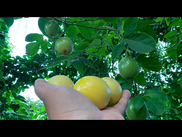 Growing LILIKOI/PASSIONFRUIT = PASSIFLORA EDULIS (over 2yrs old) - YouTube