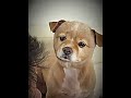 Poor Dog💔#dog #compassion #baby #lonely #animals