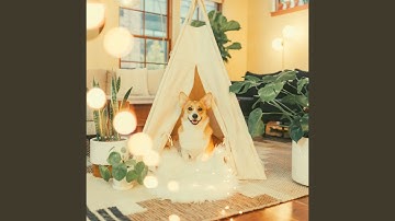 Remarkable Music for Calming Pups