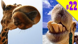 КАКОЕ ЖИВОТНОЕ может ЖИТЬ БЕЗ ВОДЫ? / Проверь себя | УГАДАЙКА КАКОЕ ЖИВОТНОЕ может ЖИТЬ БЕЗ ВОДЫ? / Проверь себя | УГАДАЙКА