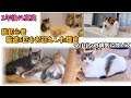新築に猫達5匹をお迎えした理由、マリリンの病気について