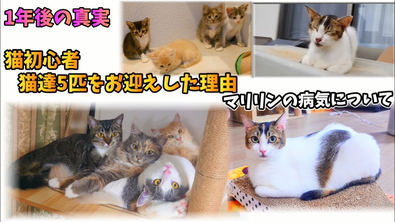 新築に猫達5匹をお迎えした理由、マリリンの病気について