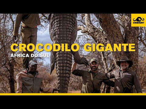 Caçando um Grande crocodilo na África do Sul