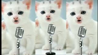 Download lagu Selamat hari raya idul Fitri 2024 | kucing Sholawat